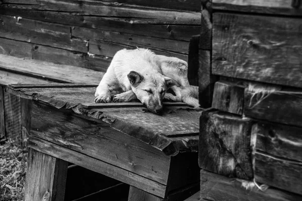 Vita Mongrel Sova Doghouse Svartvit Bild — Stockfoto