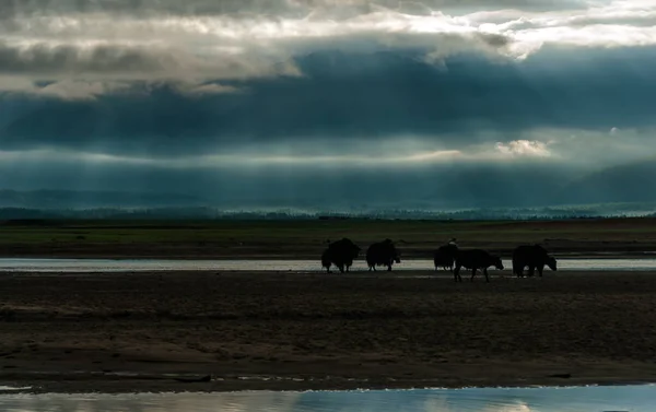 Silhouette Yak Mongolo Che Camminano Lungo Sabbia Attraversano Fiume Alla — Foto Stock