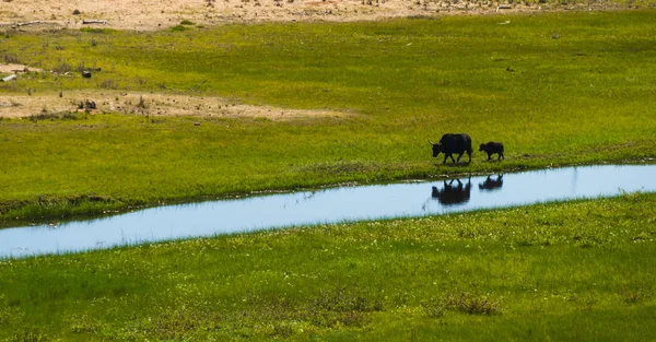 Yak Mongolo Con Vitello Che Cammina Lungo Riva Del Fiume — Foto Stock