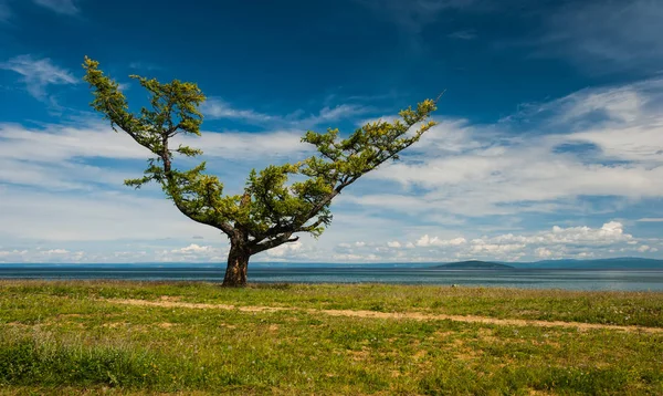 Larch tree with long branches on the sandy shore of the lake — Stock Image Larch Tree Long Branches Sandy Shore Lake Stock Picture