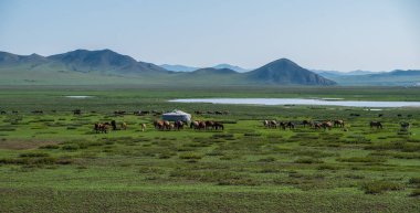 Moğol geleneksel ger çevresinde bir çayır üzerinde otlatma at sürüsü.