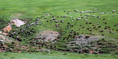 Koyun ve keçi otlatma tepenin yamacında sürüsü. Kırsal doğal arka plan.