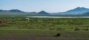 Herd of horses grazing on a meadow around the mongolian traditional ger. clipart