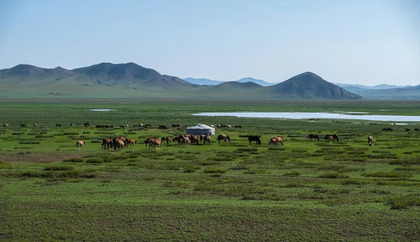 Csorda Réten Ezen Környéken Mongol Hagyományos Ger Legeltetés — Stock Fotó