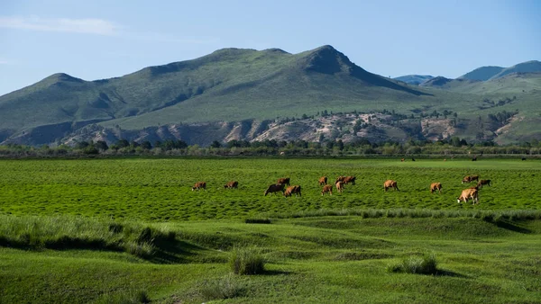 山背景草原フィールドで放牧牛の群れ — ストック写真