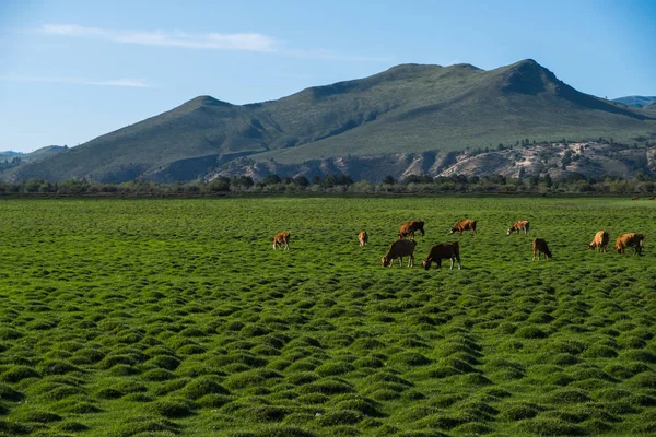 Mandria Mucche Pascolo Sul Prato Sullo Sfondo Delle Montagne — Foto Stock