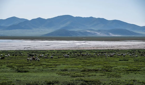 Koyun Keçi Çayır Alanında Dağlar Arka Plan Üzerinde Otlatma Sürüsü — Stok fotoğraf