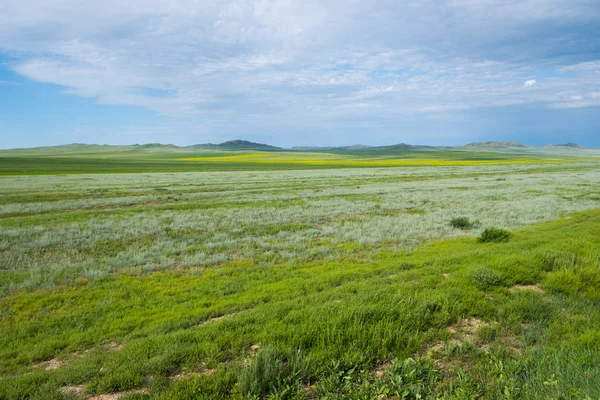 Mongoliska Stäppen Med Grönt Gräs Sommaren Natur Bakgrund — Stockfoto