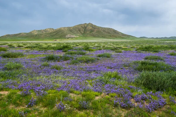 Mongoliska Stäppen Med Gräs Och Violetta Blommor Sommaren Natur Bakgrund — Stockfoto