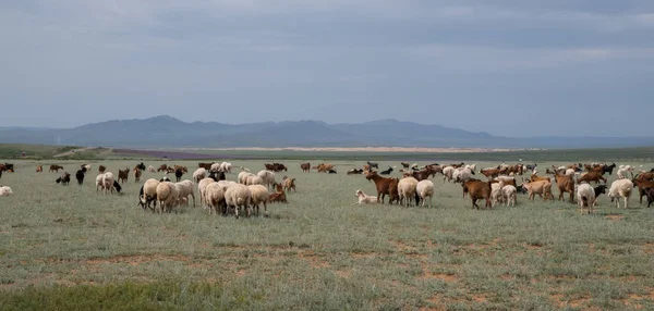 Mandria Pecore Capre Pascolo Sul Prato Sullo Sfondo Delle Montagne — Foto Stock