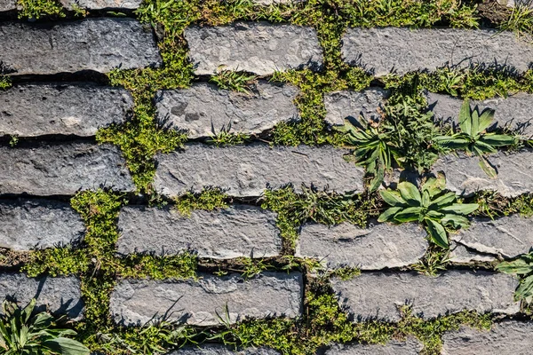 Tiled Sidewalk Surface Covered Grass Abstract Background Royalty Free Stock Images