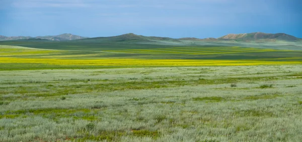 Mongolian Steppe Green Grass Summer Nature Background Royalty Free Stock Images