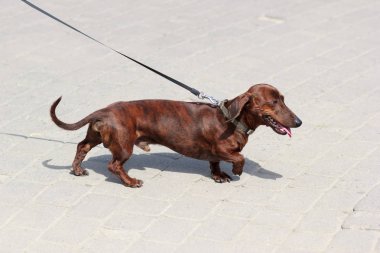 Dachshund Köpek tasma yürür