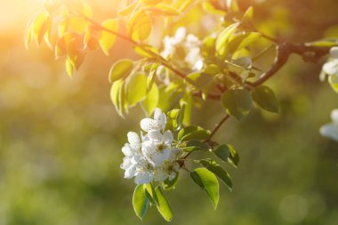 Bahçedeki meyve ağacının beyaz çiçekleri. Gelişen dallar.