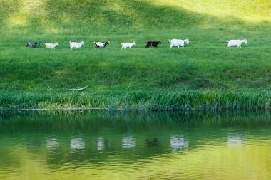 Herd line of goats go along the riverside on pasture grass meadow clipart
