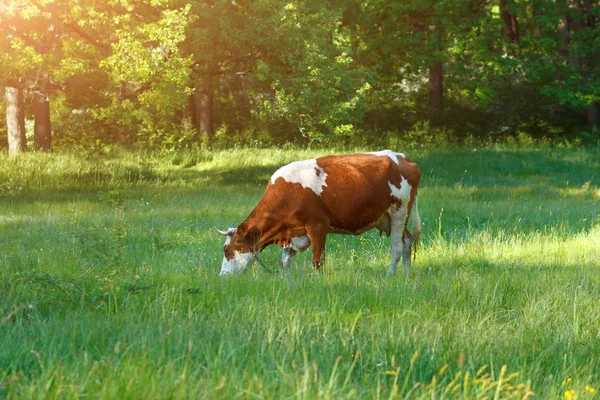 Lehmän Laiduntaminen Laidunmaalla Metsässä — kuvapankkivalokuva