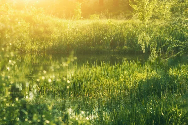Wilde Zomer Groene Natuur Struiken Vijver Met Warm Zonlicht Ondiepe — Stockfoto