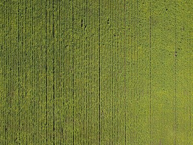 Havadan bakıldığında ayçiçeği tarlasının deseni.