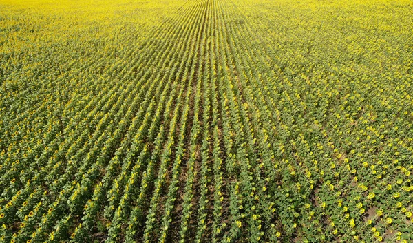 Giallo Girasoli Campo Panorama Dalla Vista Aerea — Foto Stock