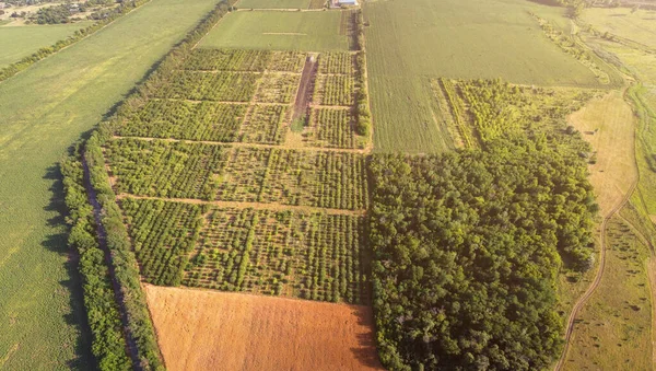 从空中看果树种植园 — 图库照片