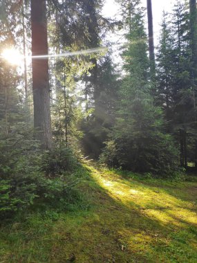 Bir orman glade günbatımı