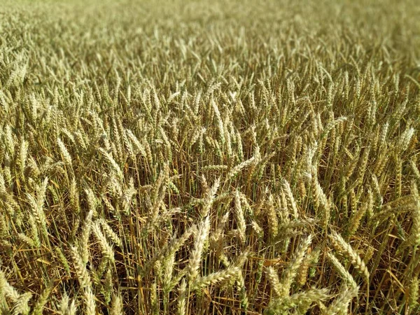 夏の畑の小麦 — ストック写真