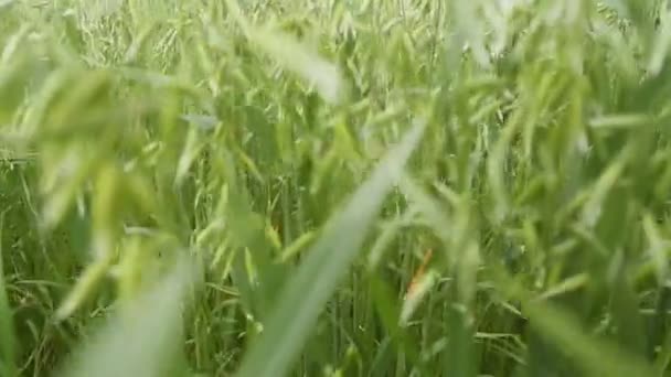 Goed jaar. Brood granen zijn muur. — Stockvideo