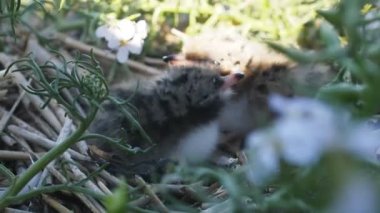 Çocuk martı, Bebek martı. Kabarık benekli civciv sığınakta çimen.