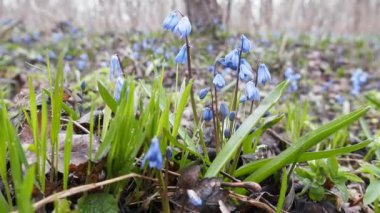 Bahar çiçek, ilk çiçekli, ephemeroid, bulbiferous bitki.