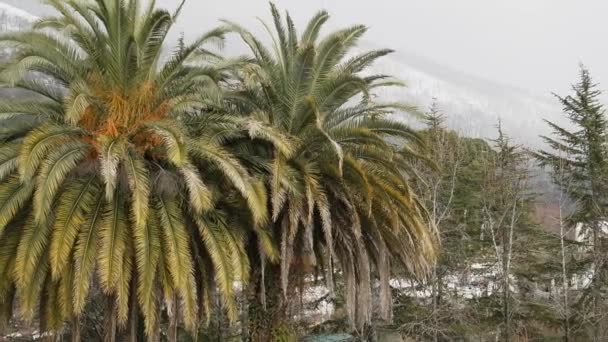 Côte subtropicale de la mer Noire du Caucase en hiver . — Video