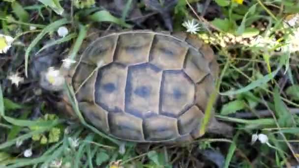 Terricole Akdeniz kaplumbağa mahmuz butlu kaplumbağa — Stok video