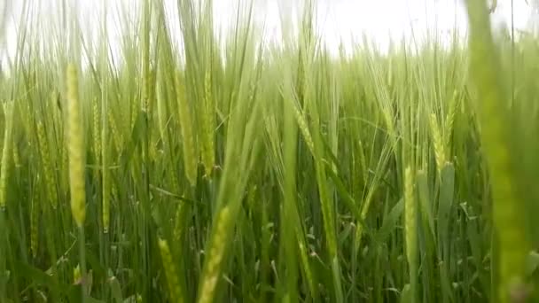 Goed jaar. Brood granen zijn muur. — Stockvideo