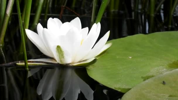 Lirio europeo de agua blanca. Nymphaea alba — Vídeos de Stock