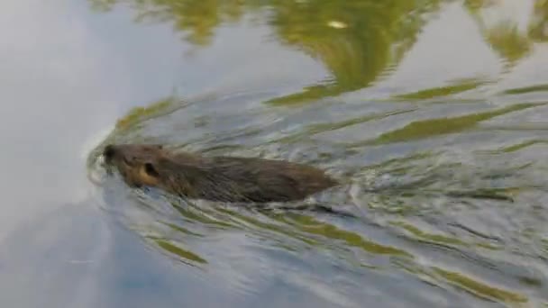 Nutria on banks of canal, search for food — Stock Video
