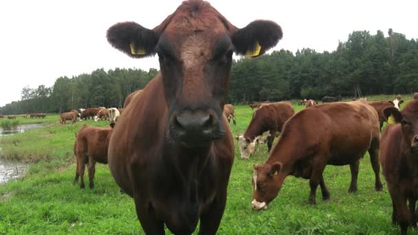 Vaca primer plano en el prado, etiquetado propietarios . — Vídeo de stock