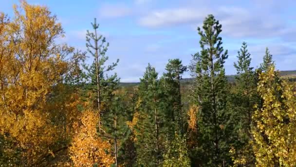 Жовта осінь в лісі . — стокове відео