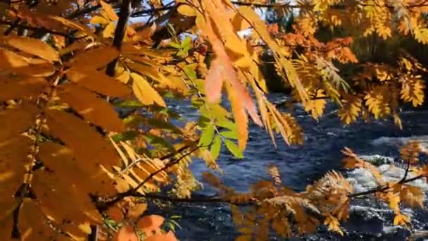 Outono folhas amarelas e cachoeira — Vídeo de Stock