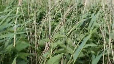 sazlık ile büyümüş obez toprak ile baraj gölünün kıyısında