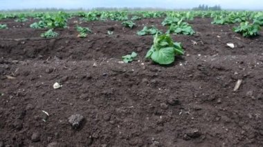 Patates sahada lahanası