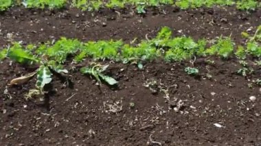 Havuç sahada lahanası