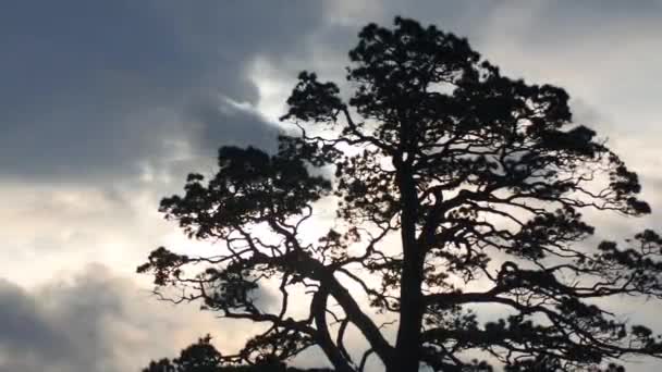 Old pine tree with semicircular crown on background of gloomy sky — Stock Video
