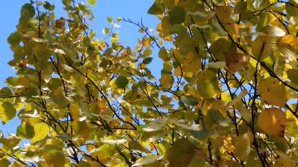 Alle Blätter wurden an der Birke gelb — Stockvideo