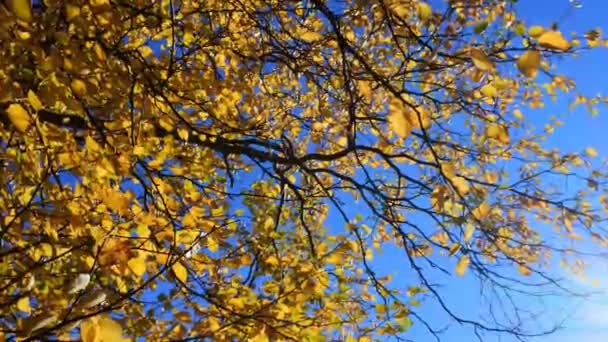 Alle bladeren geel draaide op de berk — Stockvideo
