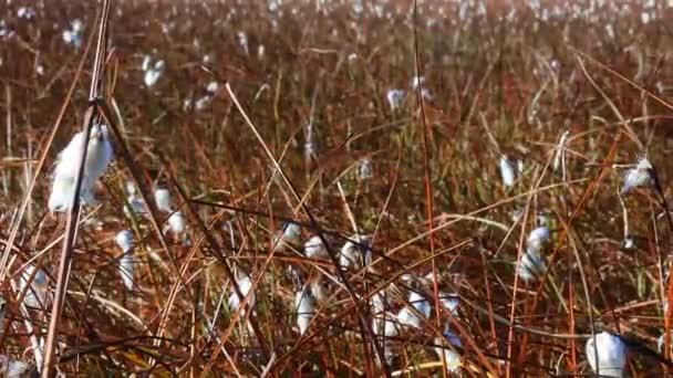 Algodón hierba termina la floración — Vídeo de stock