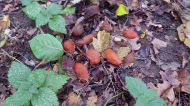 Kırmızı slug ıslak orman katta toplanan çeşitli