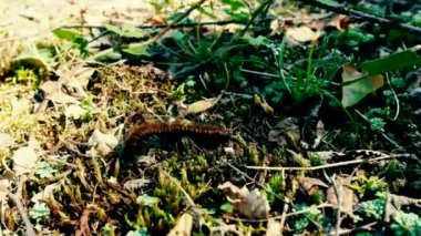 ipeksi tırtıl bir kelebek. kaplan güve