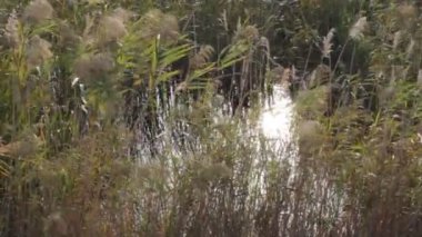 Kurumuş saz sapları kış günbatımının arka planında