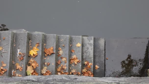 Embankment is covered with autumn leaves — Stock Video