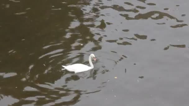 Mute Swan said most beautiful Regal bird — Stock Video