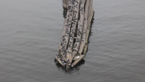 Acumulación tradicional de palomas en el soporte del puente — Vídeo de stock